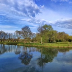 Le printemps dans les Ardennes 🌸 🐗.#ardennes